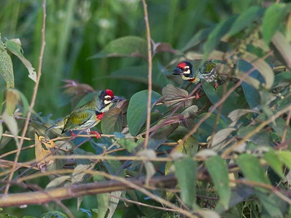 <h3><a href="/trips/srilanka/biota/animalia/chordata/aves/039 piciformes/006 megalaimidae/megalaima haemacephala/megalaima haemacephala-nl.html">Megalaima&nbsp;haemacephala</a> / Coppersmith&nbsp;barbet / Kopersmid</h3>NIKON D500 met AF-S Nikkor 300mm f/2.8G IF-ED VR II, 1/1250 sec  bij F3.2, ISO 400, afstand 19.9&nbsp;m